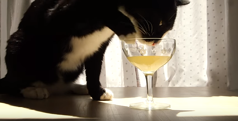 Drink Wine with Your Cat, Cheers! Meow!