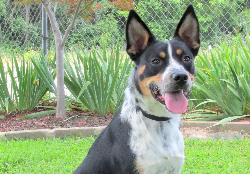 Cooper the Cattle Dog is Looking for a New Home