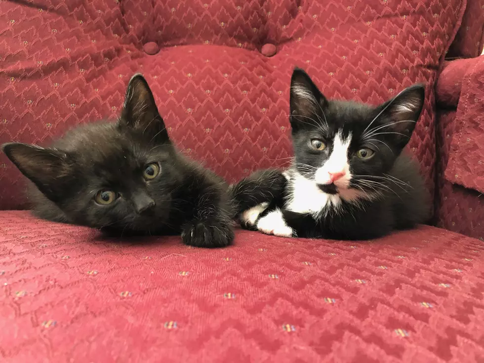 Meet My New Kittens!