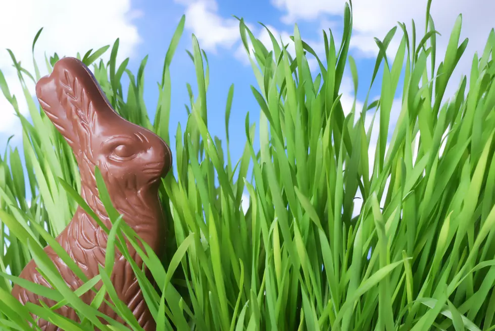 What Part Of Your Chocolate Bunny Do You Eat First?  Ears, Tail or Feet?