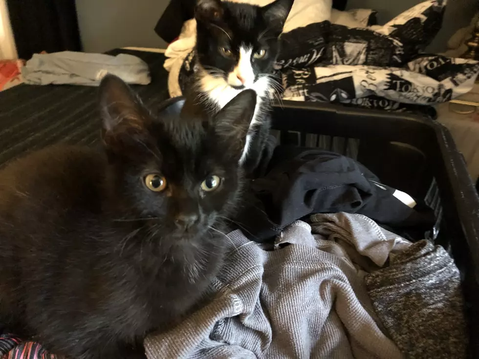 My Kittens Love Laundry