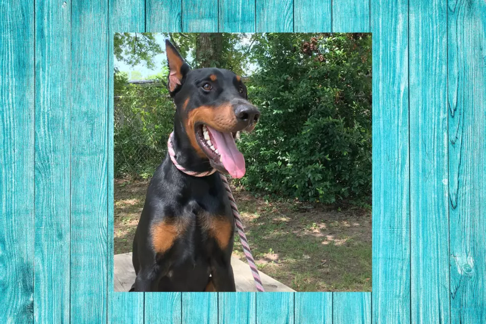 Thor, The Doberman, Is Looking For A Loving Home