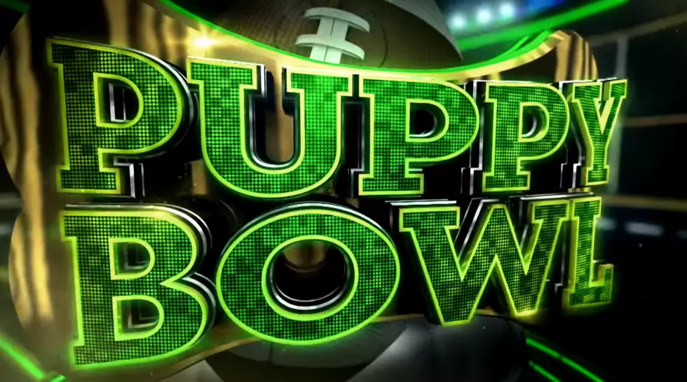 Team Fluff Takes On Team Ruff In Puppy Bowl XVI