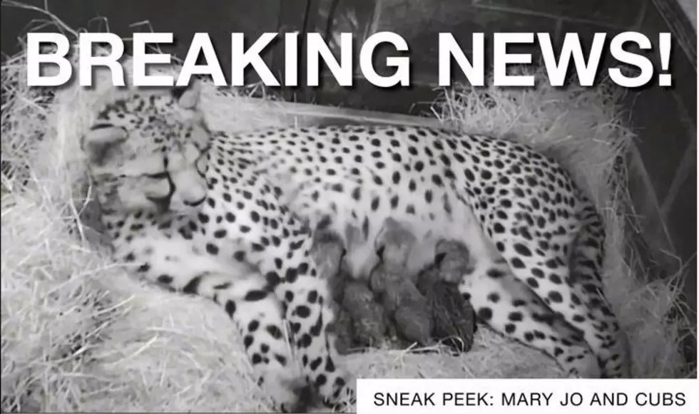Tyler’s Caldwell Zoo Announces Birth Of Cheetah Cubs