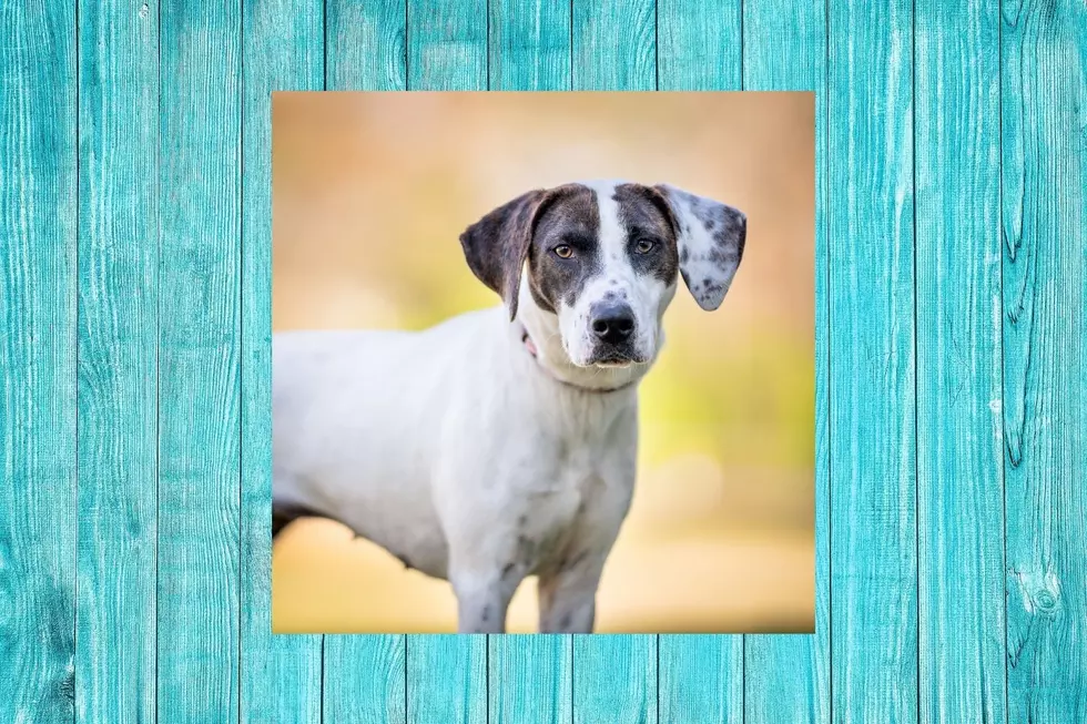Brandy, The Pointer Mix, Needs A New Place To Play
