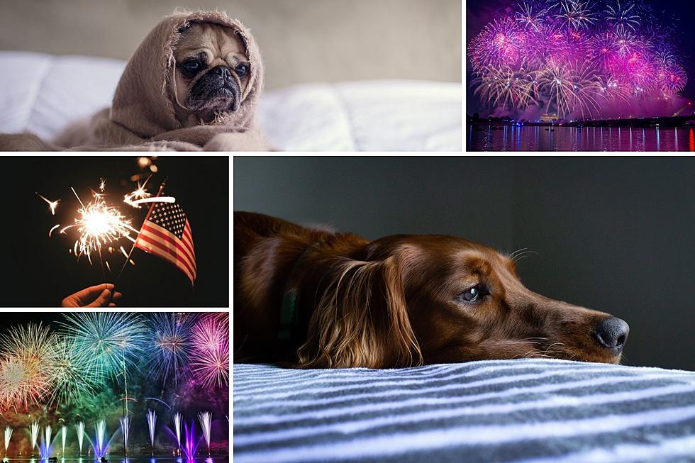Fireworks And Dogs Are Not A Good Match
