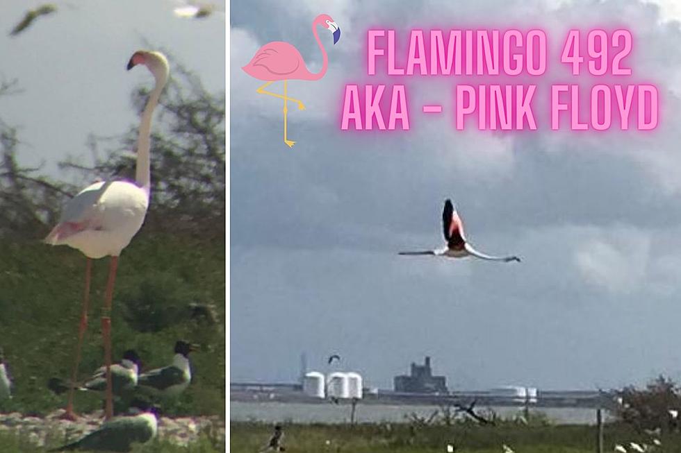 Flamingo 492, Dubbed ‘Pink Floyd’, Spotted Chilling On Texas Gulf Coast