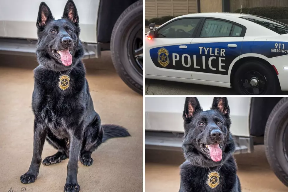 Tyler Police Dog Dino Will Get A Newly Donated Body Armor Vest