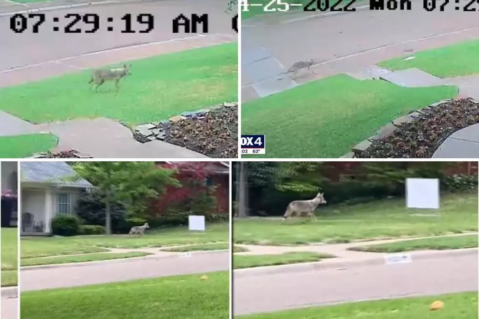 2-Year-Old Critically Injured After Being Mauled By Coyote On Front Porch In Dallas