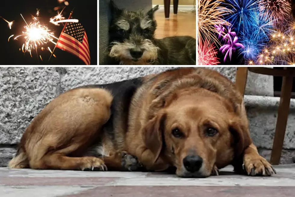 Fireworks Terrify Pets. Tips To Keeping Your Pet Safe This 4th Of July.