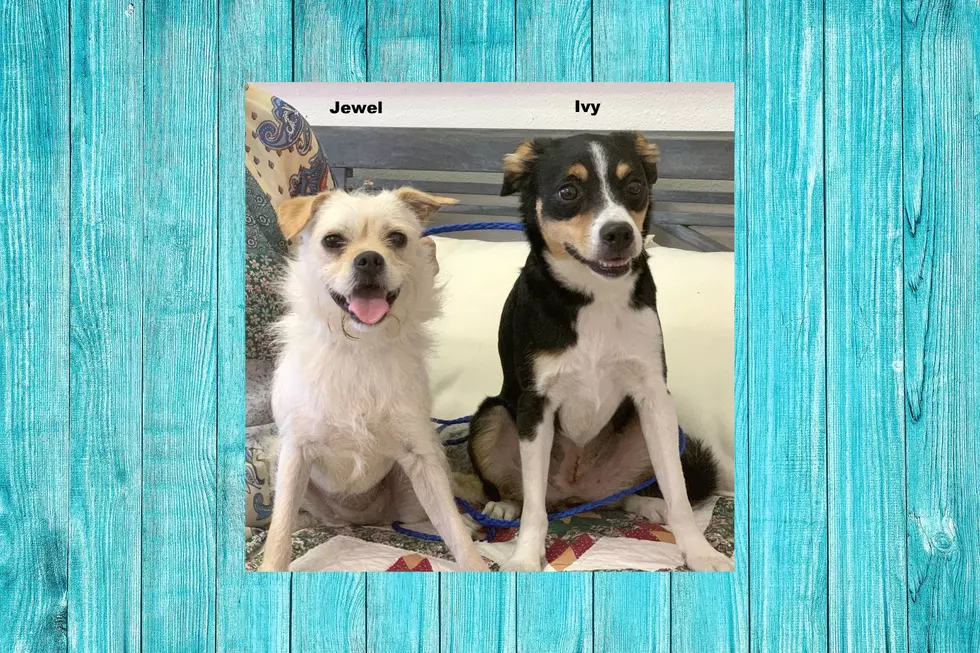 Meet Two Cuties, Jewel And Ivy, They'll Be Adopted As A Pair