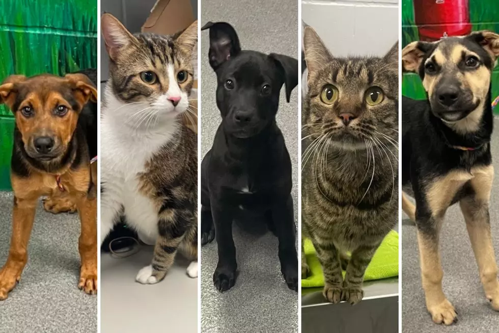 Adoption Fees Waived This Month With A Donation At This Shelter