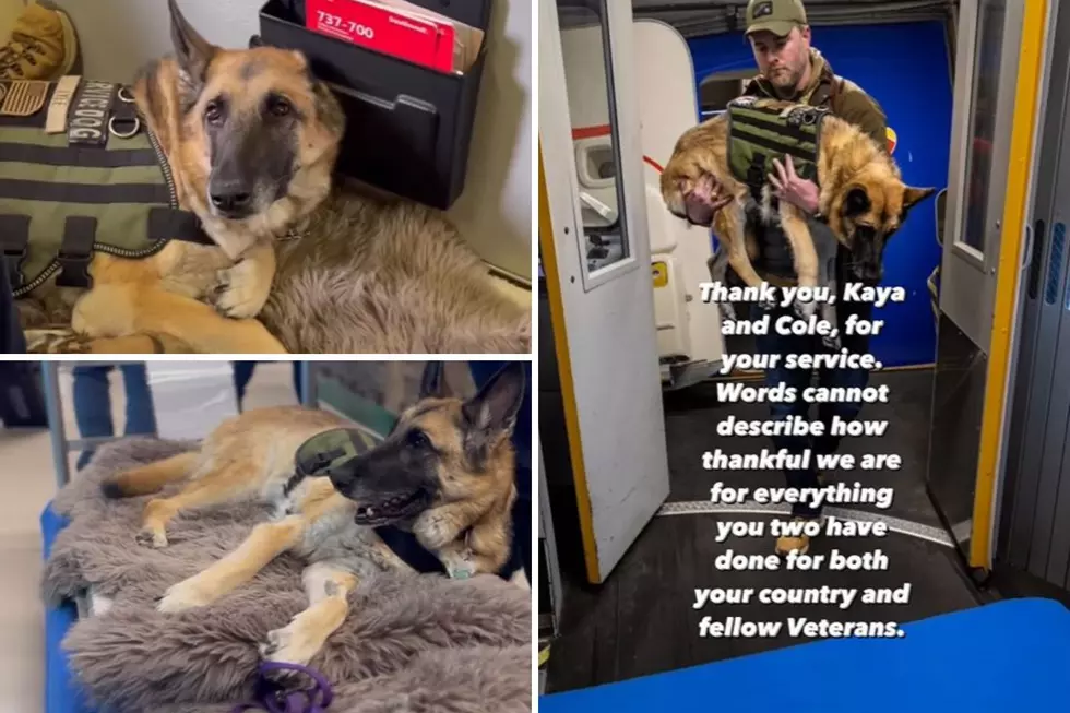 Texas Service Dog Takes Final Trip Home After 250+ Flights