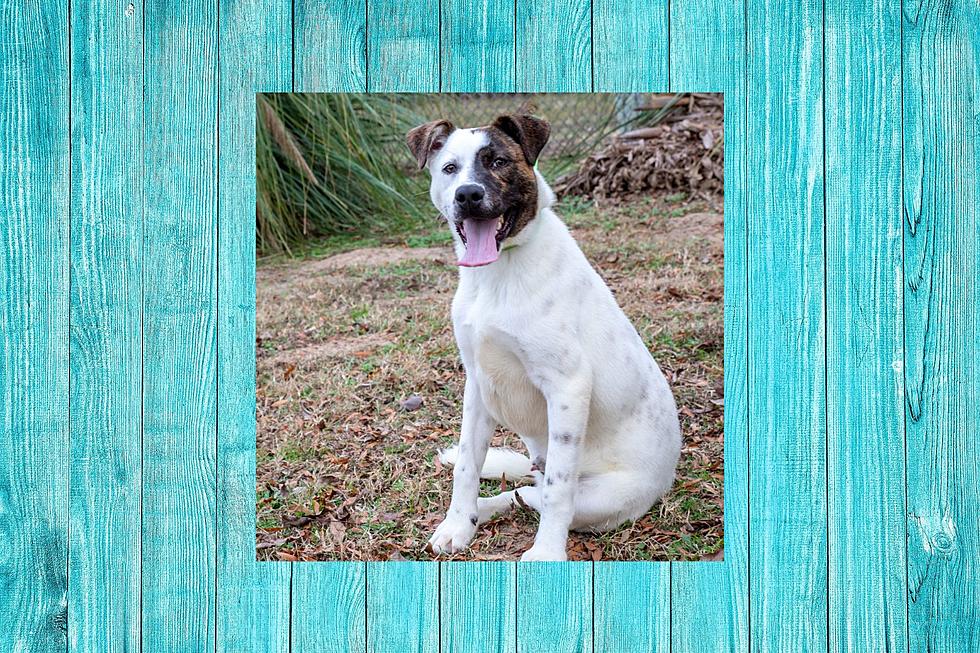 Bandit Is Going To Steal The Heart Of An East Texas Family
