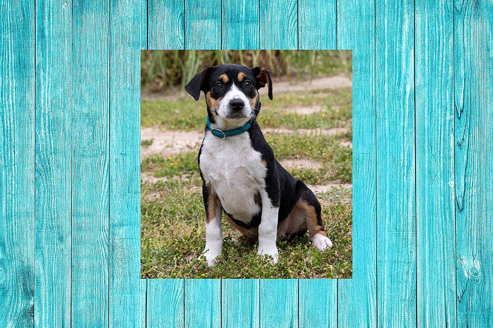 Arlene Is Cute, Has Puppy Breath And Is Adoptable Today In Tyler, Texas