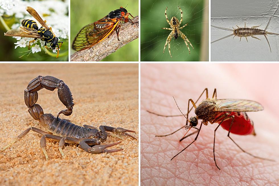 9 Creepy Crawly Creatures For Texans To Watch Out For This Summer