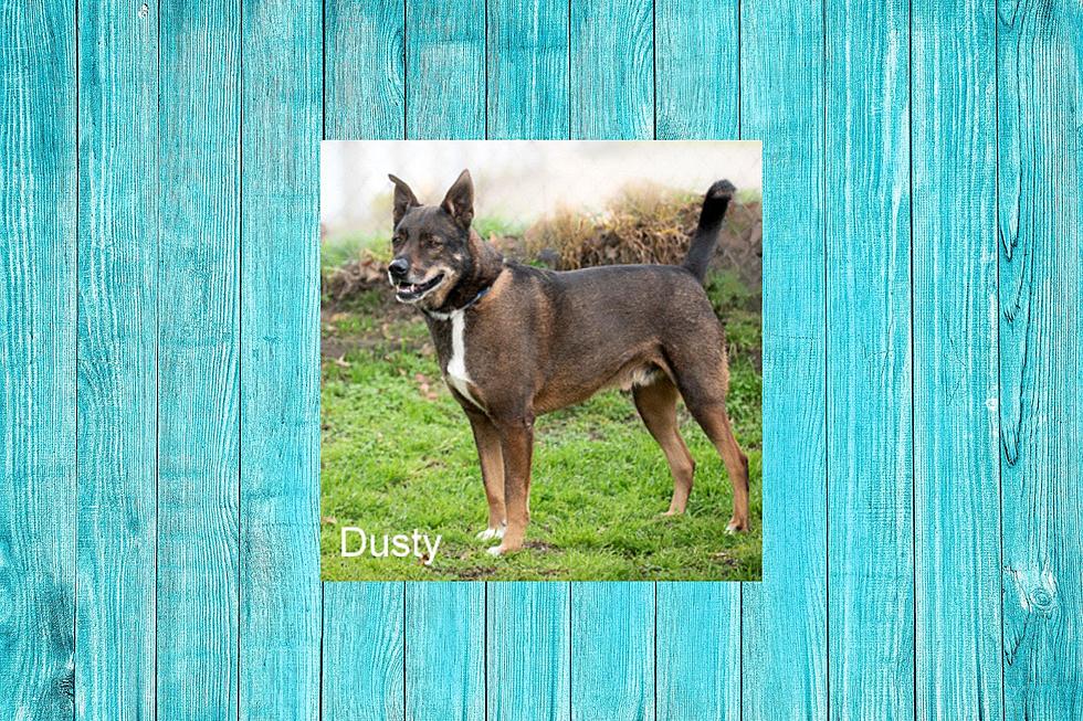 Dusty Is Looking For A Fresh Start After Losing His Only Owner