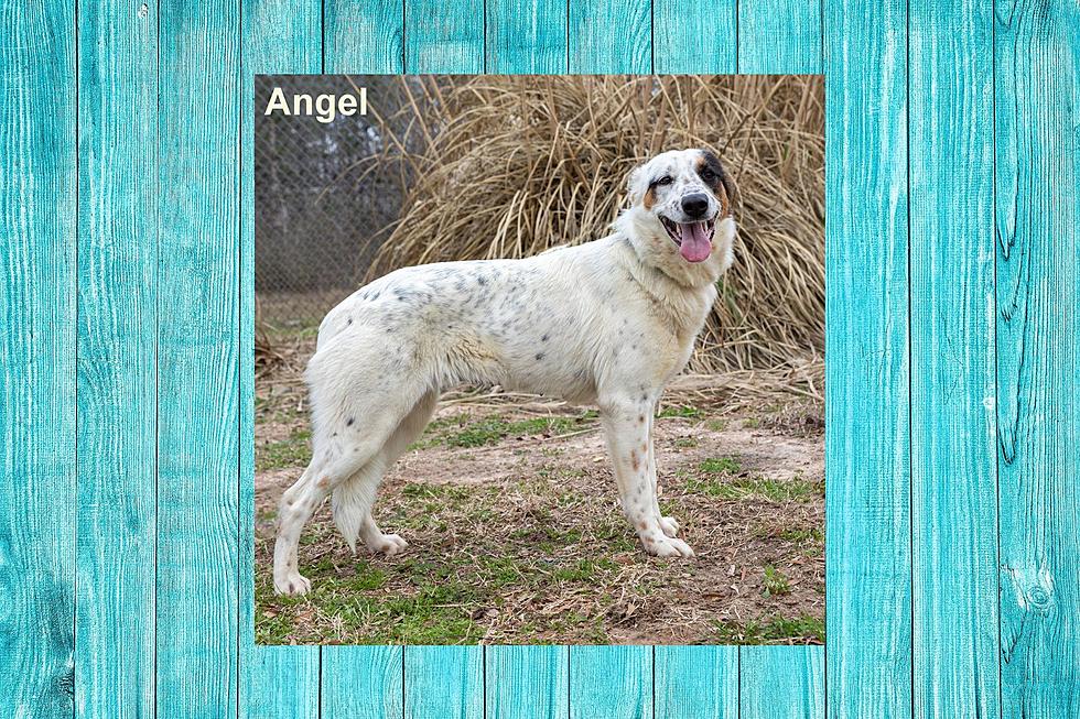 Angel, The Blue Heeler & Australian Shepherd Mix Is Waiting To Be Adopted Today
