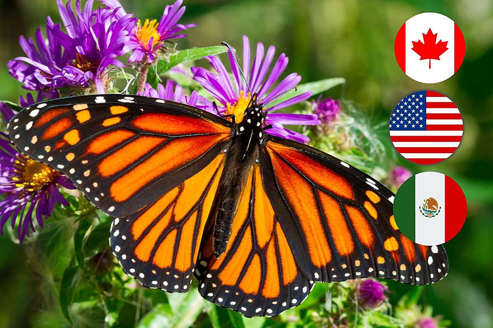 Urgent Call To Action: Saving The Monarch Butterfly Population Together