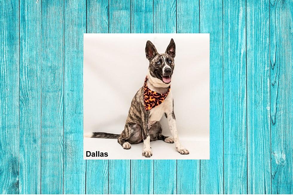 Dallas Is Adoptable, Not The City But The Dog