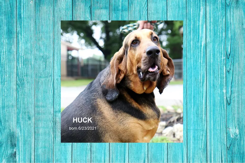 Huck, The Full Blood Bloodhound Just Arrived At The Shelter, Help Find Him A Fur-Ever Home