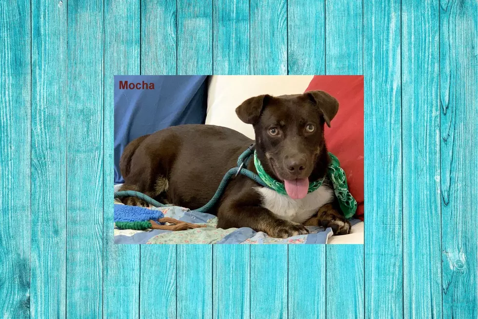 Mocha - Abandoned By Her Family When They Moved - Adopt Her Today