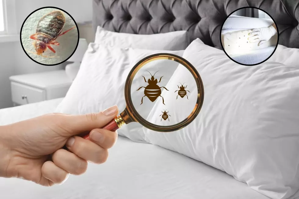 Don't Bring Those Nasty Bed Bugs Home From Your Summer Vacation