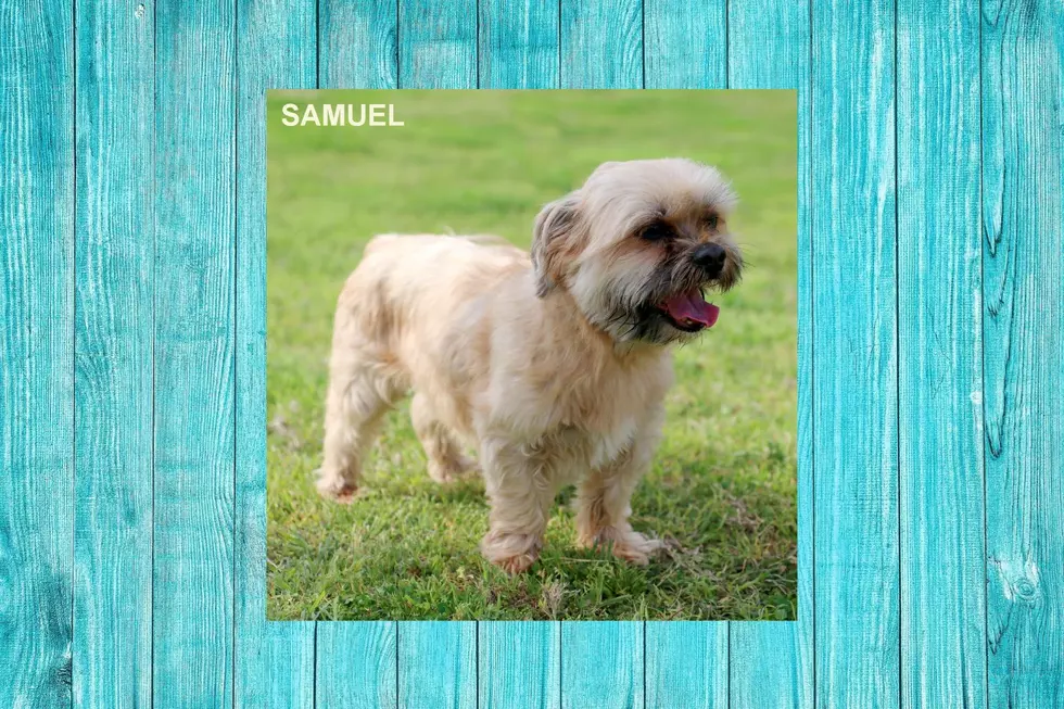 Samuel, A Brussels Griffon Mix, Is Looking To Be Adopted Today