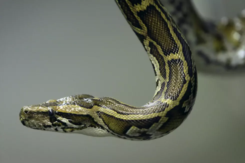 Woman Attacked by Secret Python, Saved by Police