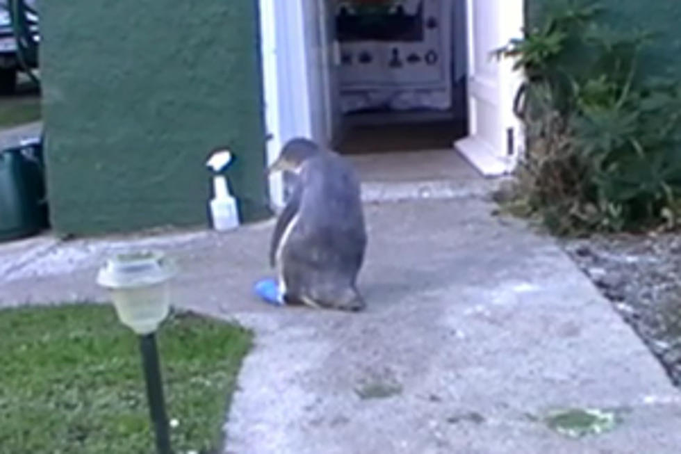 Jay the Penguin Takes First Steps After Injury [VIDEO]