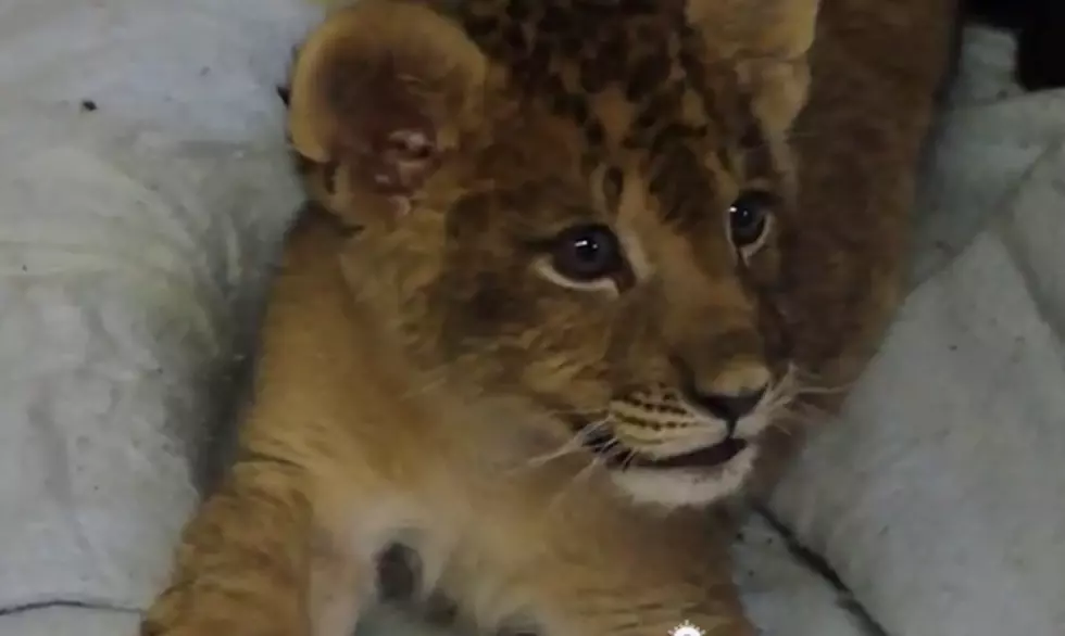 Baby Cub Lion Practicing Roar