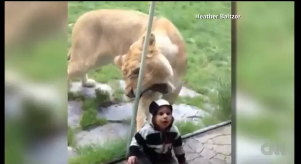 Lion Tries to Eat Baby Through Glass at Zoo [VIDEO]