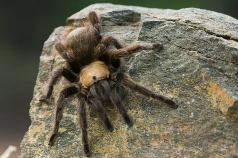 Burn It Down!  Massive Spider Makes It Way To Texas Couples Apartment Door