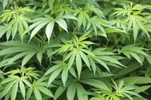 Texas Senator Elect Plans To File Bill To Legalize Marijuana