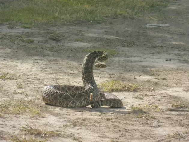 Texas Cat In Staring Contest With Giant Rattle Snake