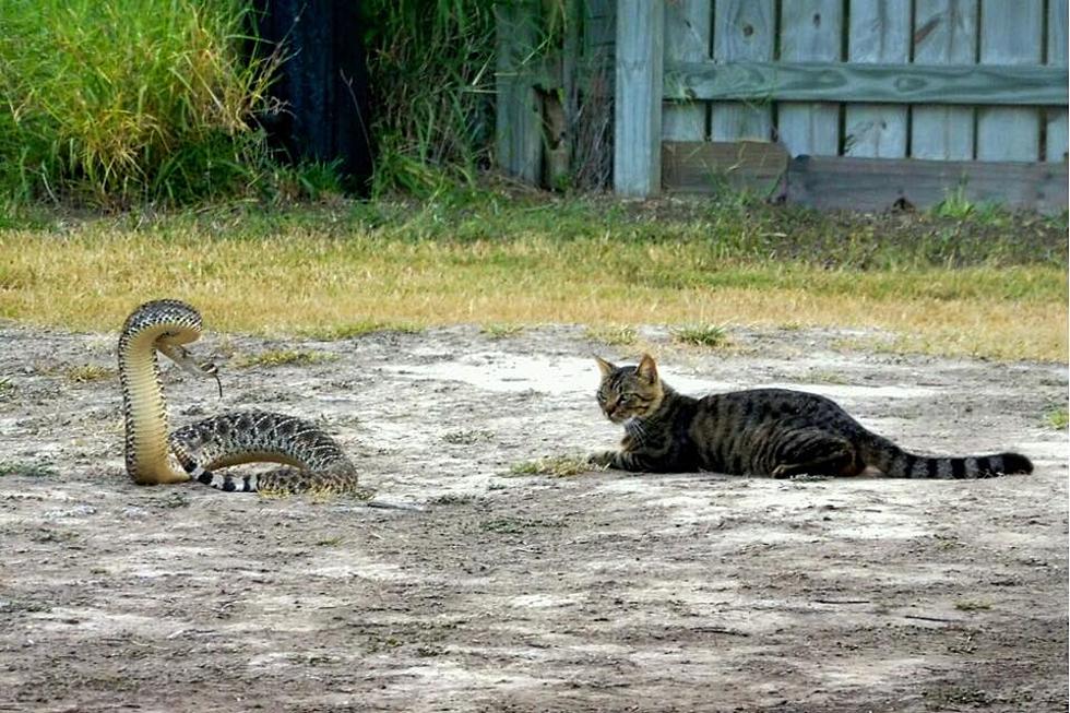 Cat vs. Snake