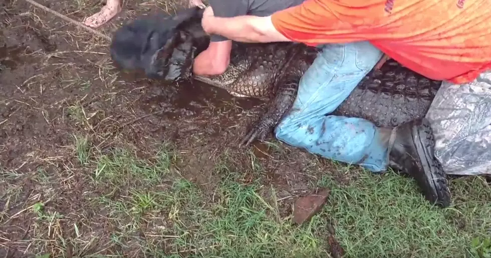 Nuisance 10 Ft. Alligator Caught In East Texas