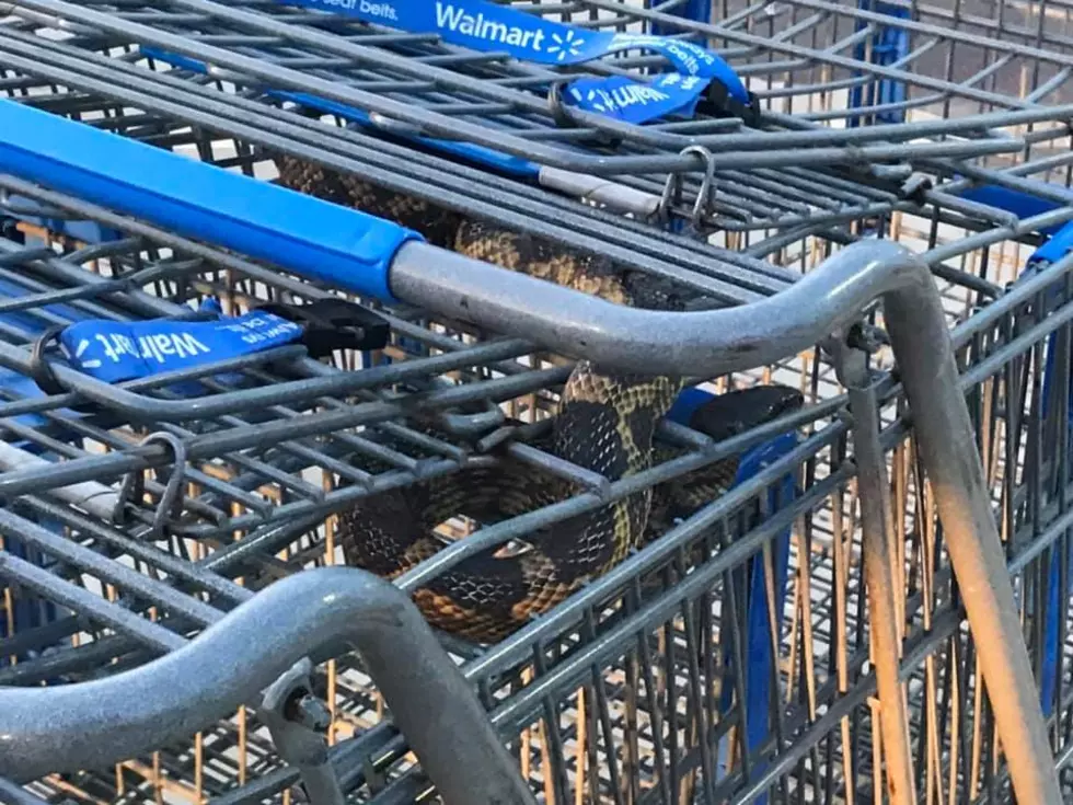 Only In Texas! Large Rat Snake Found In Walmart Shopping Cart