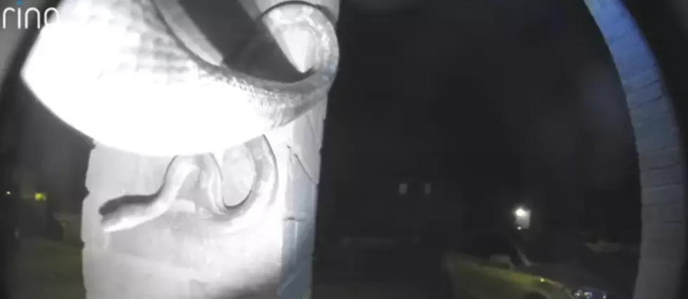 Uninvited Guest! Snake Rings Doorbell At Texas Home
