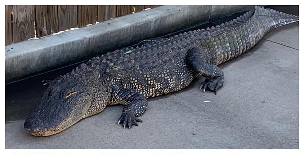 Eight Foot Long, Jucy’s Taco Loving Alligator Captured In East Texas
