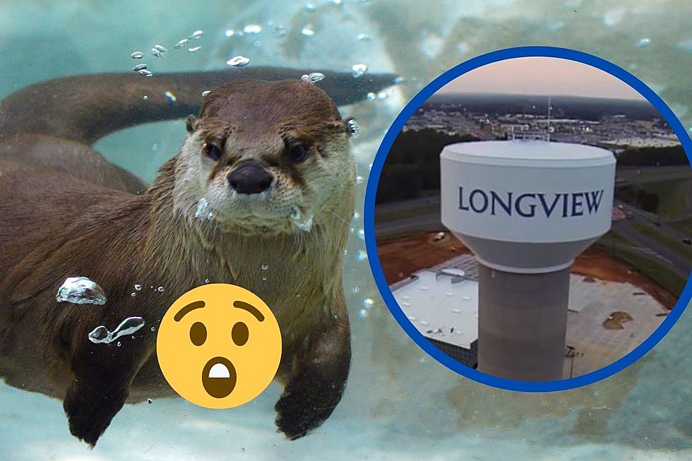 Where Was This Dadgum Otter Going In Longview, TX?