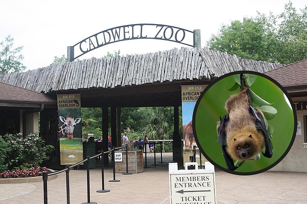 Tyler’s Caldwell Zoo Reports Bat Tested Positive For Rabies