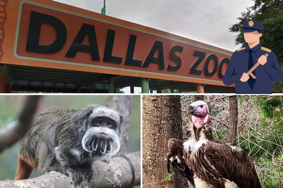 Four Suspicious Incidents At The Dallas Zoo In One Month