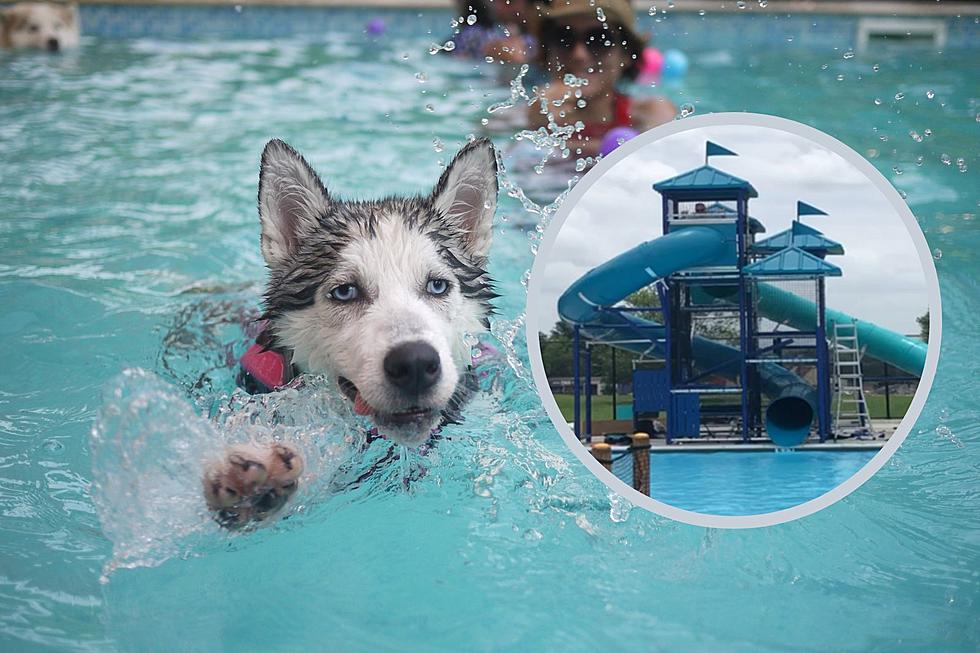 Bring Your Dog Out For A Swim At Pawchella In Tyler, TX