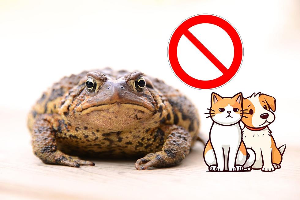 Keep Your Pets Away From This Huge And Possibly Deadly Texas Toad