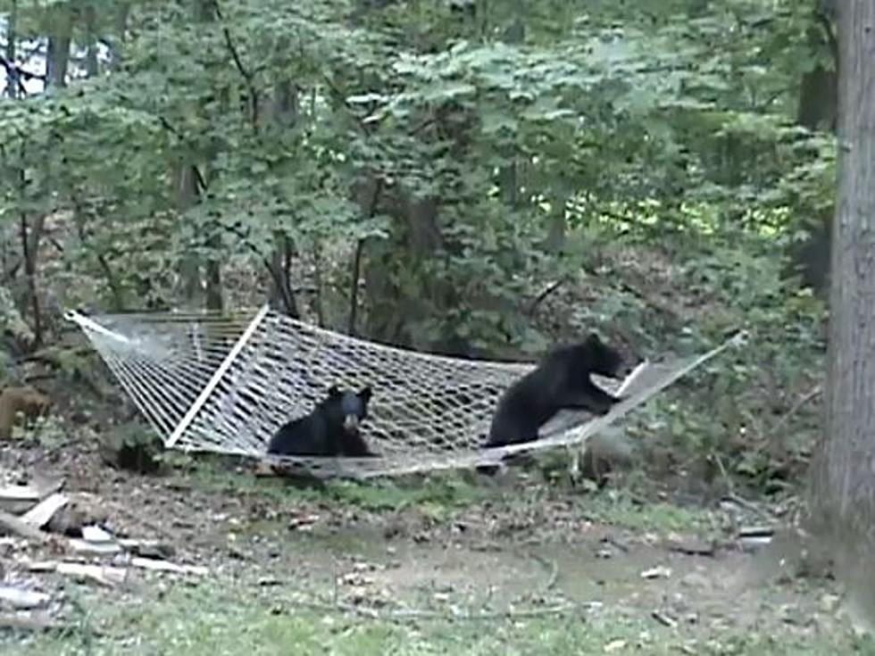 Bear Cubs Play on Hammock, and We Can Bear-ly Take It [VIDEO]