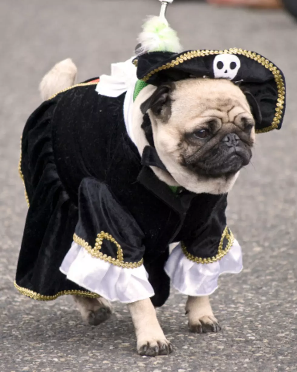 Do You Think Halloween Costumes for Pets Are OK? [POLL]