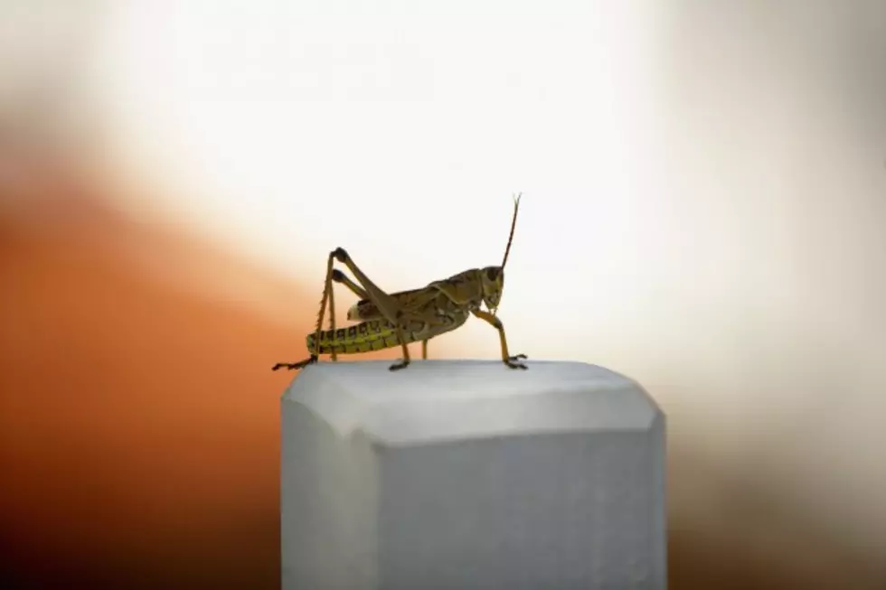 A Sign of Fall in Texas &#8212; Crickets Are Everywhere