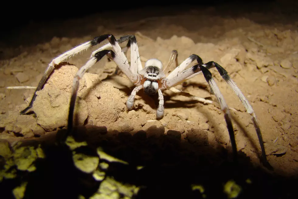 Scared of Spiders? One Zoo Wants to Fix That