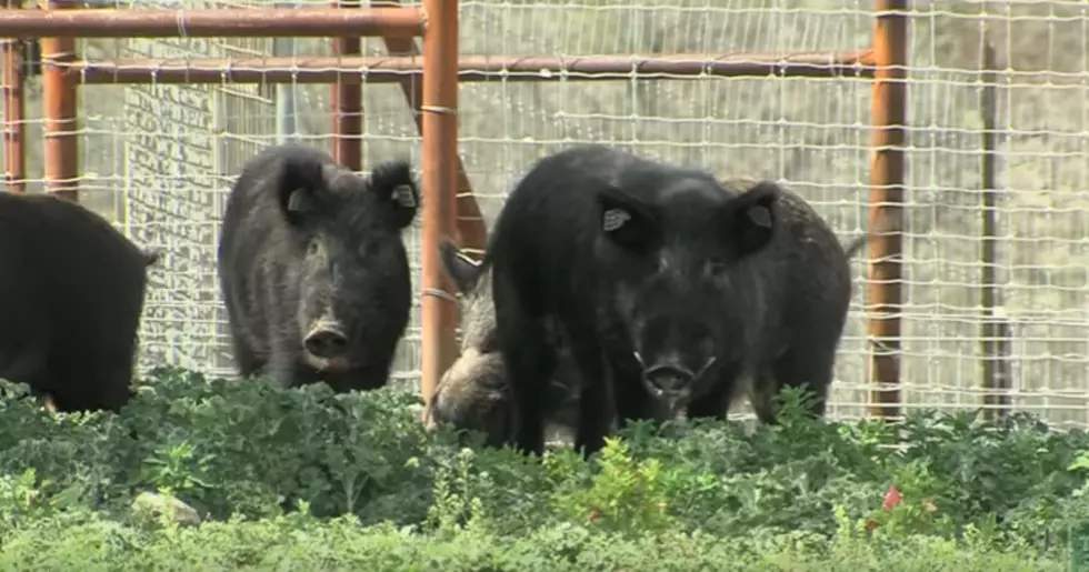 Fighting the Feral Hog Problem in East Texas is About to Get Nasty